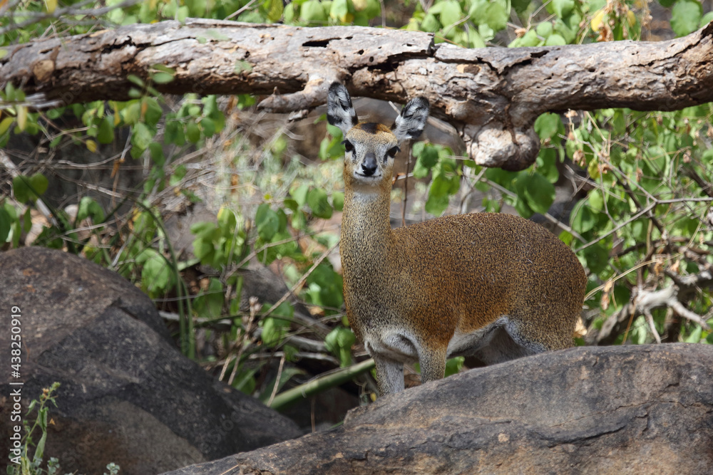 Fototapeta premium Klippspringer / Klipspringer / Oreotragus oreotragus