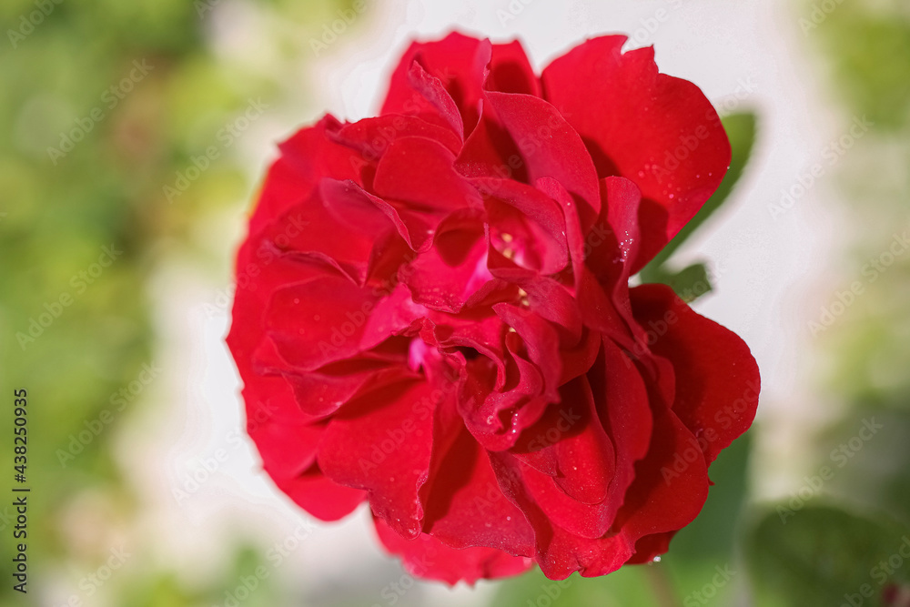 red rose flower