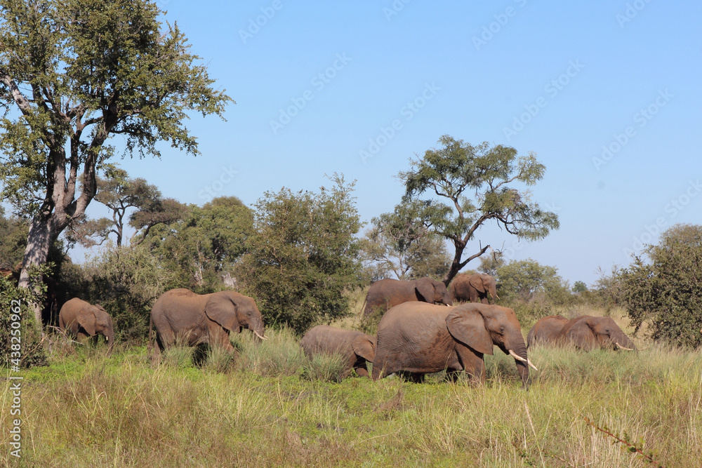 Naklejka premium Afrikanischer Elefant / African elephant / Loxodonta africana...