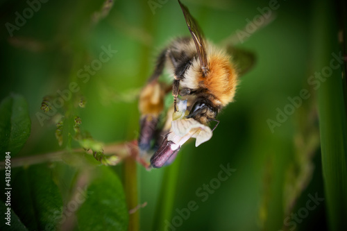 Bumblebee closeup
