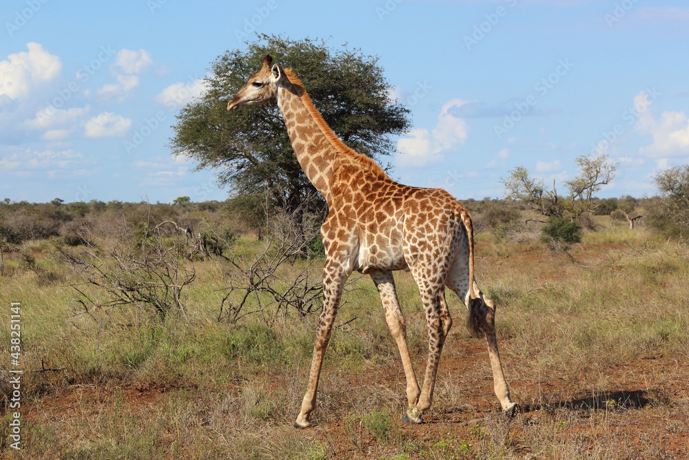Giraffe / Giraffe / Giraffa camelopardalis Giraffe / Giraffe / Giraffa camelopardalis