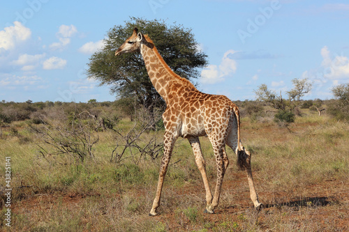 Canvas Print Giraffe / Giraffe / Giraffa camelopardalis