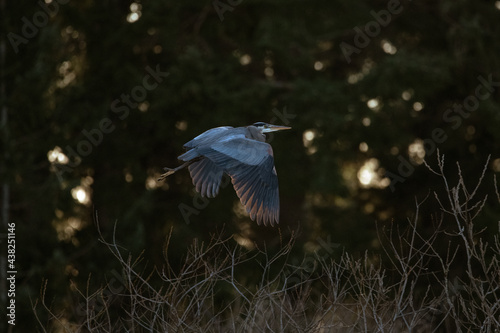 Great blue heron in flight