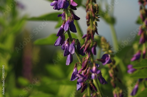 Eastern Goat's-rue, Galega orientalis. Purple flowers against a background of a dark pre-storm sky in clouds. Purple natural background.