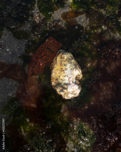 Oyster in water