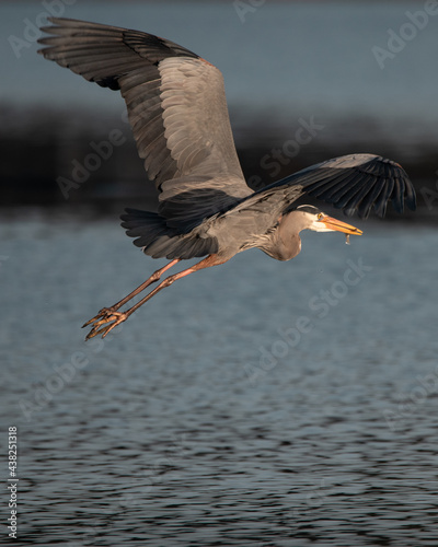 heron in flight