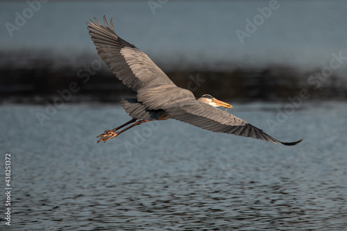great blue heron flying
