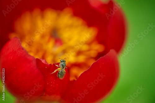 Bee on a Peony photo