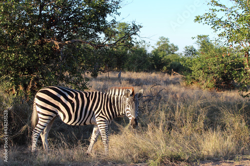 Steppenzebra   Burchell s zebra   Equus burchellii