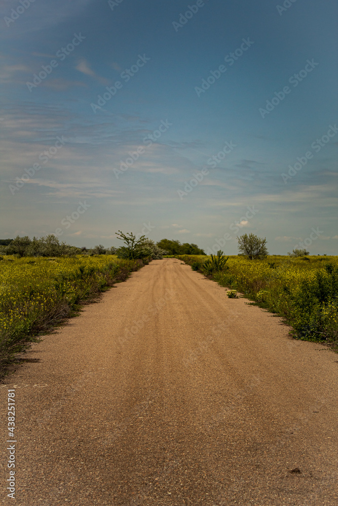 Fototapeta premium Красота в полях. Мостики, пшеница, Кони, Цветы, небо, дороги, растения, старые машины