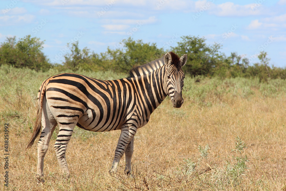 Steppenzebra / Burchell's zebra / Equus burchellii Steppenzebra / Burchell's zebra / Equus burchellii