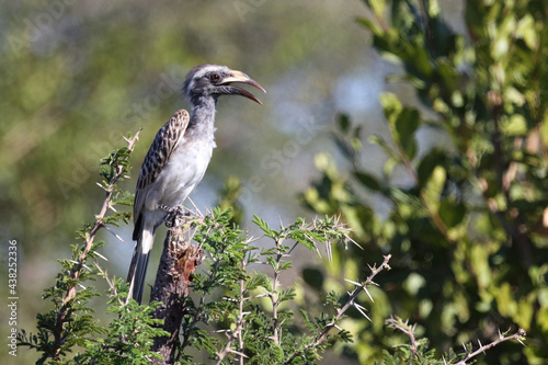 Grautoko / African grey hornbill / Tockus nasutus photo
