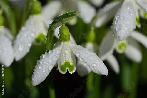 Close up of a white delicate snowdrop with lots of water droplets in spring