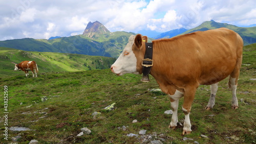 Cows in the green pasture in Austrian mountains