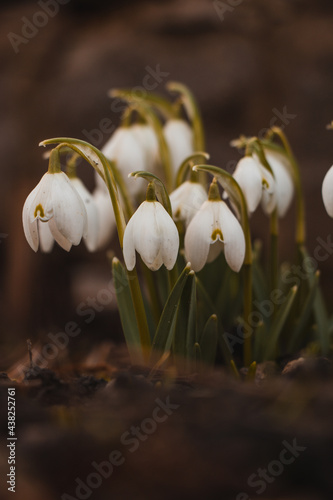 Magical Leucojum vernum grows in ideal black soil. The child of mother nature. A group of spring snowflakes in spring