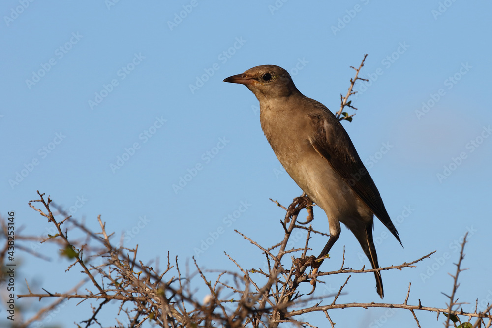 Lappenstar / Wattled starling / Creatophora cinerea.. Lappenstar / Wattled starling / Creatophora cinerea..