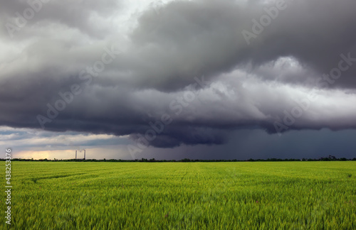 Green Wheat Field and Stormy Cloudy Sky. Dramatic Landscape. Composition of Nature © es0lex