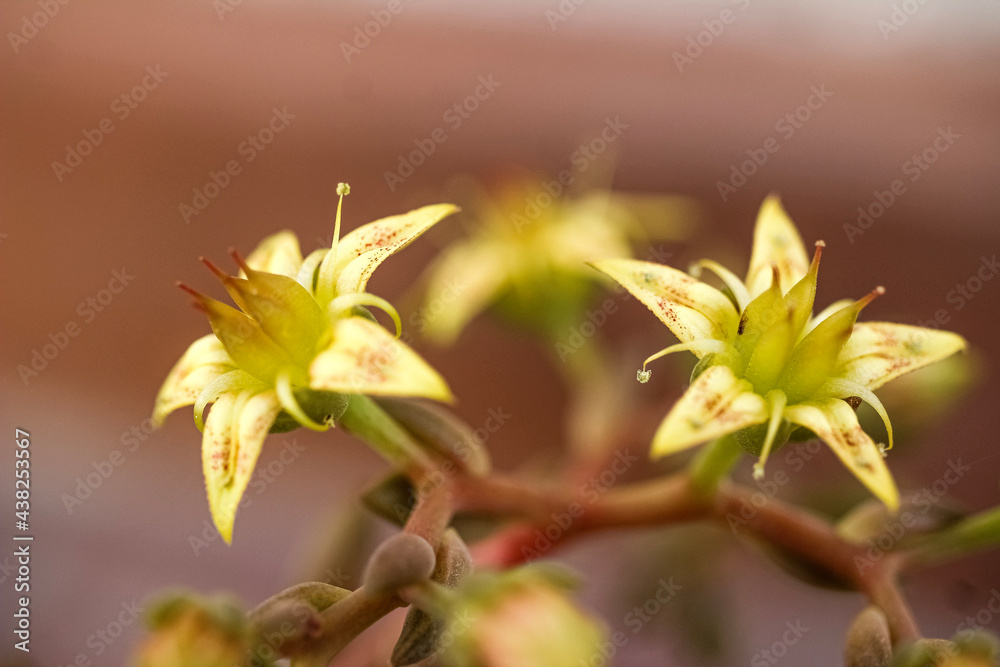 Obraz premium flower on a green background