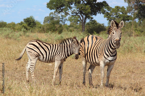 Steppenzebra   Burchell s zebra   Equus burchellii....