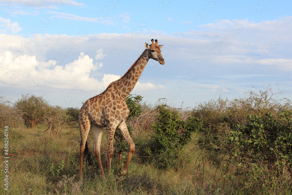 Giraffe / Giraffe / Giraffa Camelopardalis Giraffe / Giraffe / Giraffa Camelopardalis