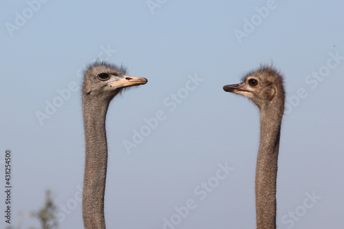 Strauß / Ostrich / Struthio camelus