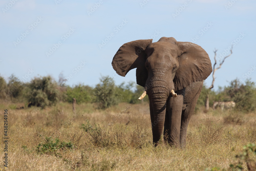 Afrikanischer Elefant / African elephant / Loxodonta africana Afrikanischer Elefant / African elephant / Loxodonta africana