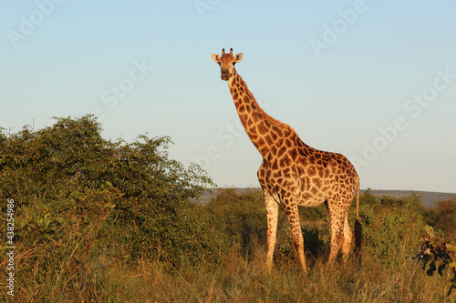 Photography Giraffe / Giraffe / Giraffa camelopardalis