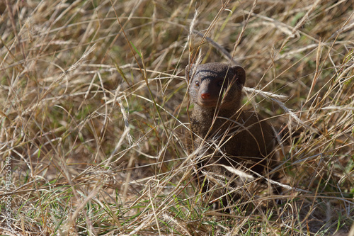 Südliche Zwergmanguste / Dwarf mongoose / Helogale parvula