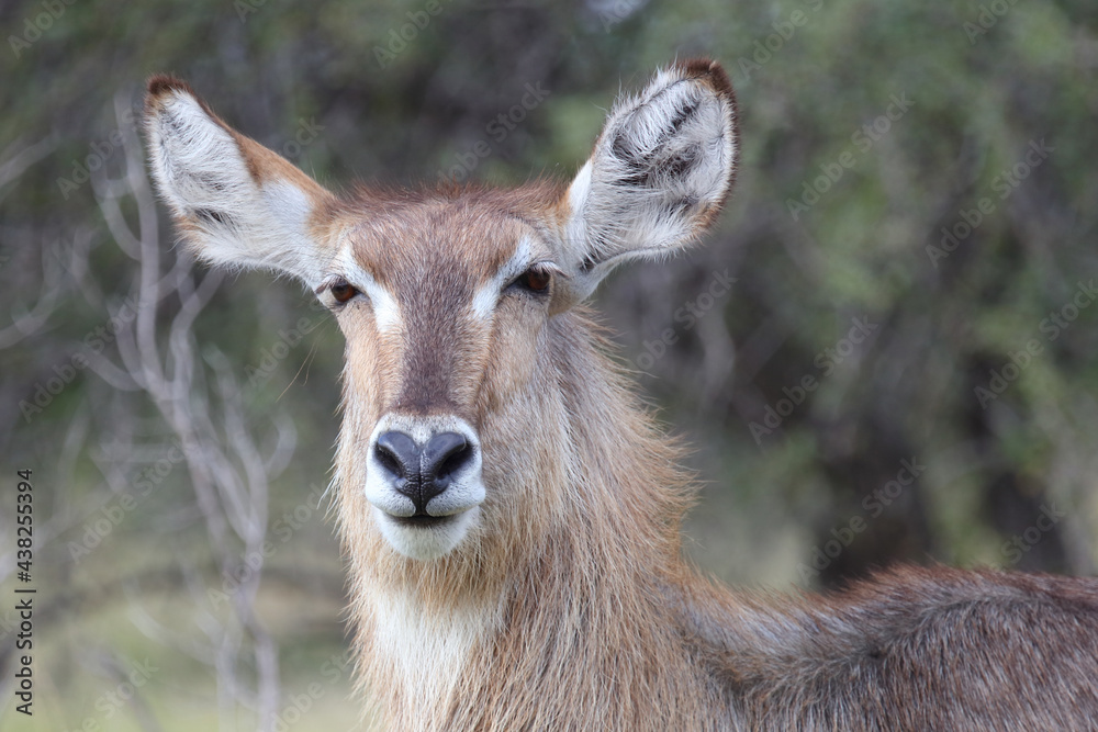 Wasserbock / Waterbuck / Kobus ellipsiprymnus