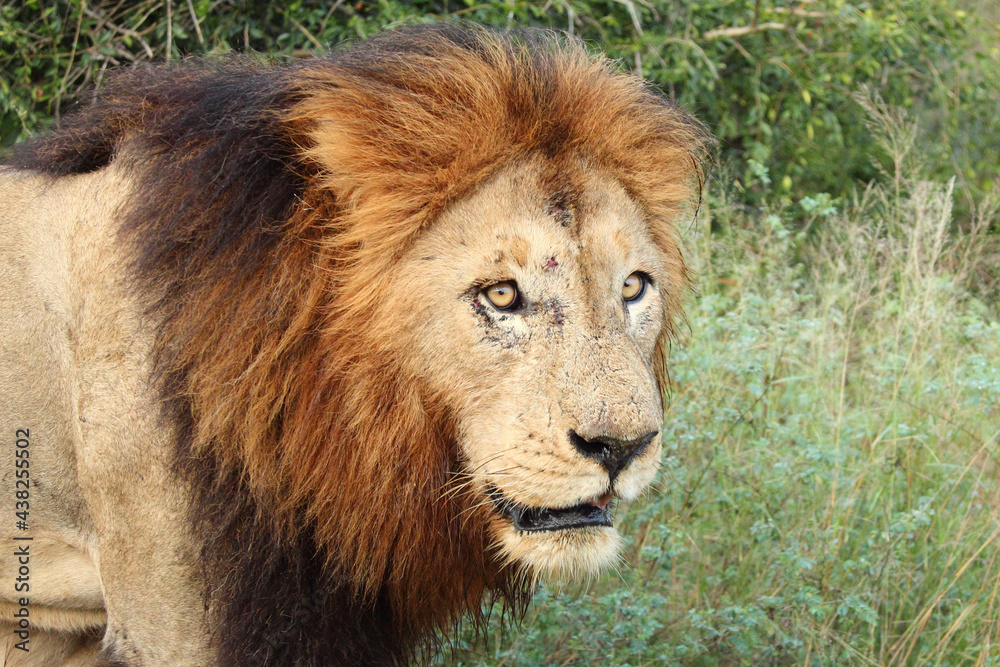 Afrikanischer Löwe / African lion / Panthera Leo. Afrikanischer Löwe / African lion / Panthera Leo.