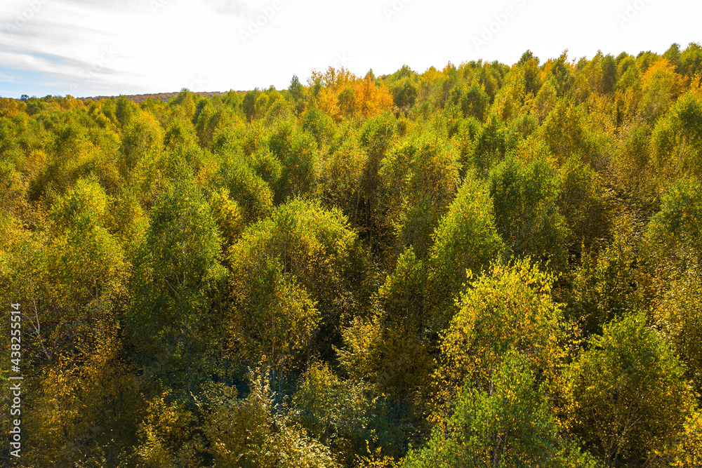 Top down aerial view of green and yellow canopies in autumn forest with many fresh trees.