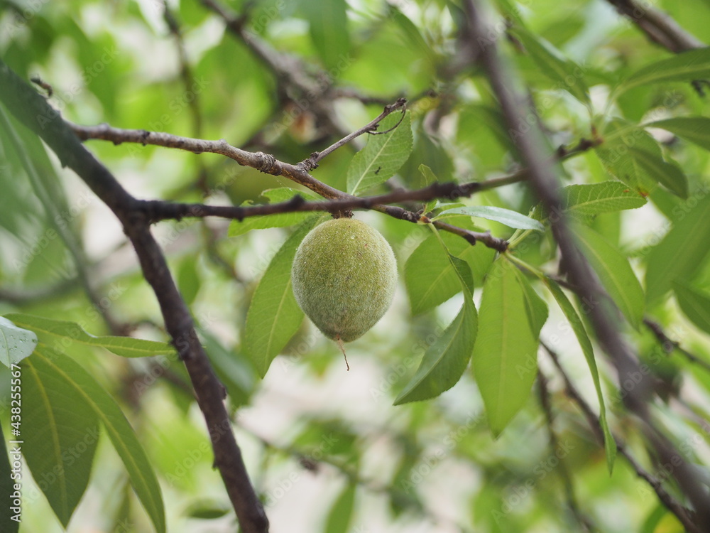 Almendra verde sola en rama de almendro. Almendra verde sola en rama de almendro.