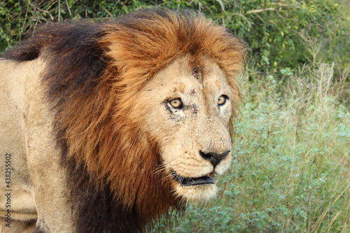 Afrikanischer L  we   African lion   Panthera Leo.