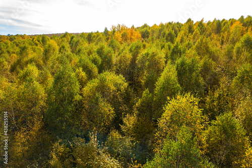Fototapeta Naklejka Na Ścianę i Meble -  Top down aerial view of green and yellow canopies in autumn forest with many fresh trees.