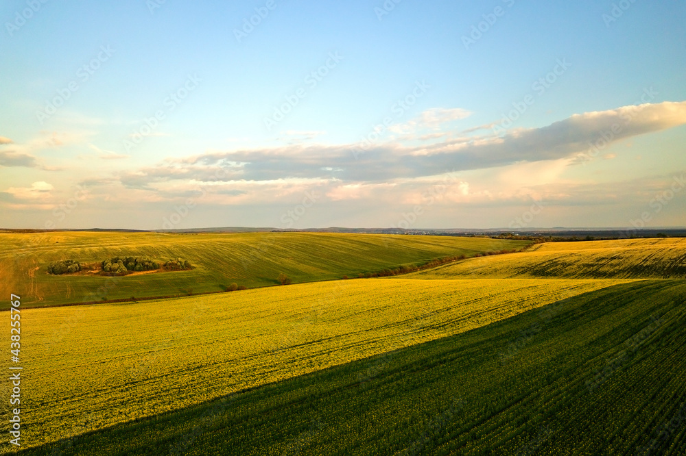 Fototapeta premium Aerial view of bright green agricultural farm field with growing rapeseed plants at sunset.