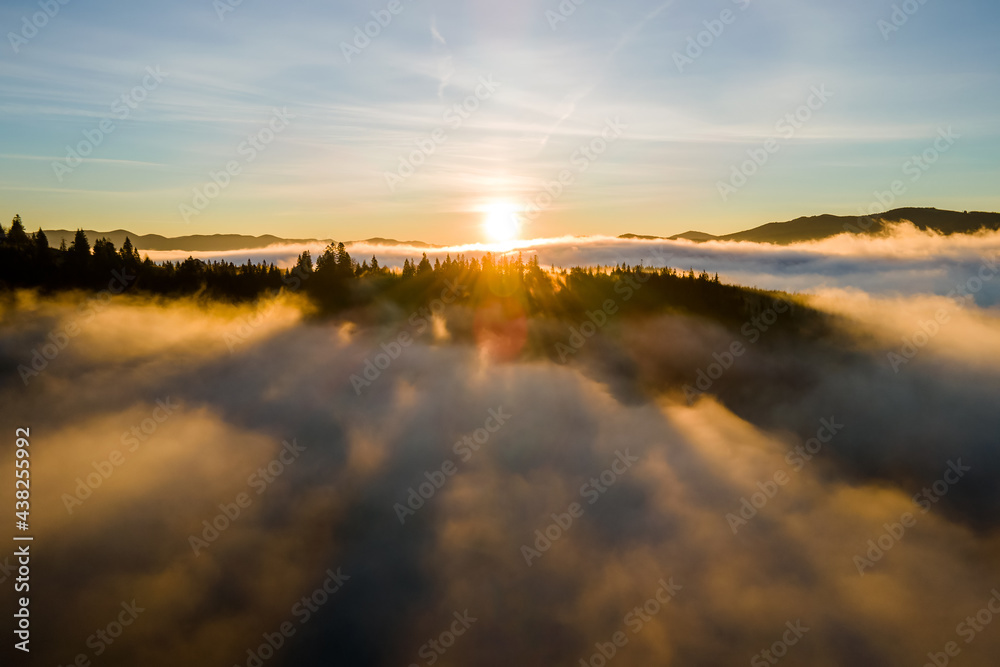 Aerial view of dark green pine trees in spruce forest with sunrise rays shining through branches in foggy fall mountains. Aerial view of dark green pine trees in spruce forest with sunrise rays shining through branches in foggy fall mountains.