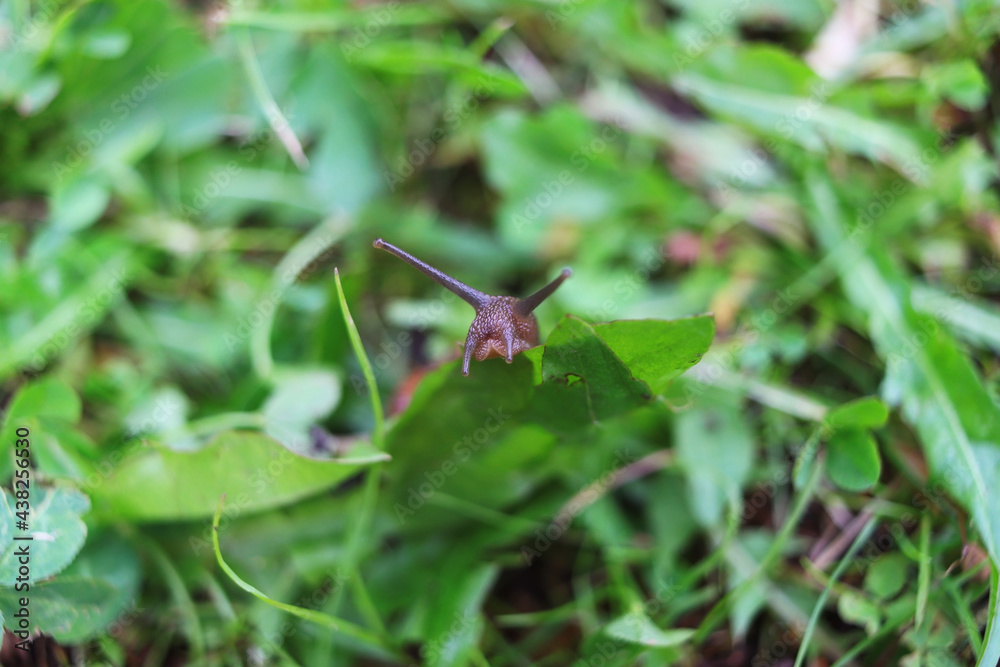 The snail is eating dandelion leaves. Close-up The snail is eating dandelion leaves. Close-up