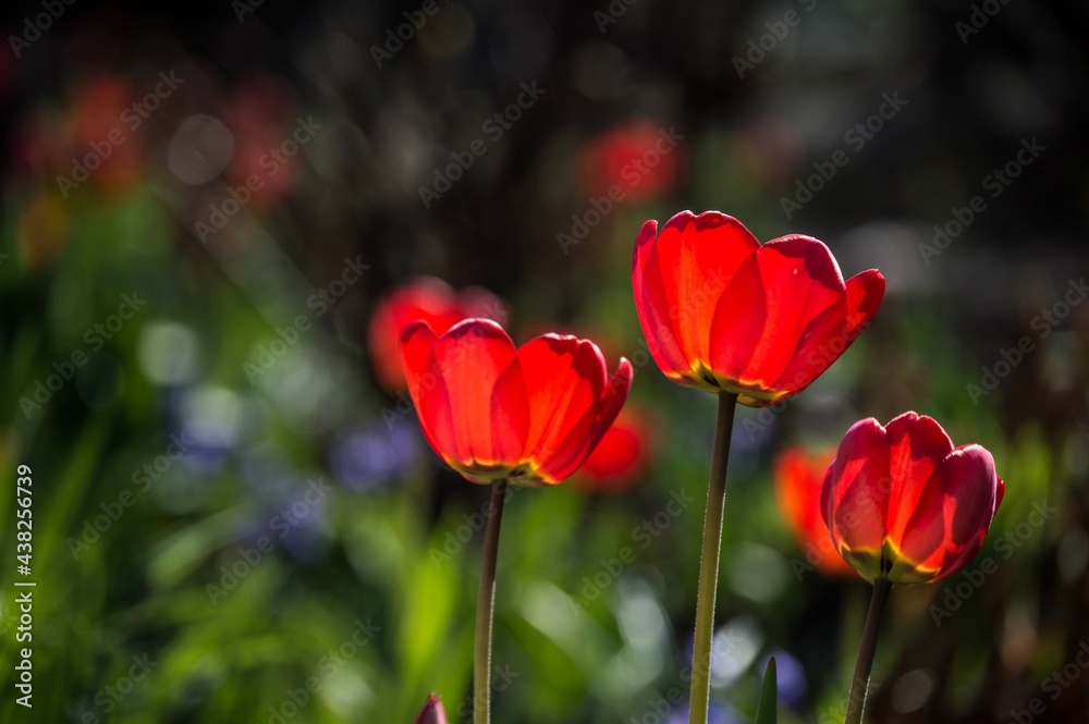 Three bright red tulips in sunlight on blurry background Three bright red tulips in sunlight on blurry background
