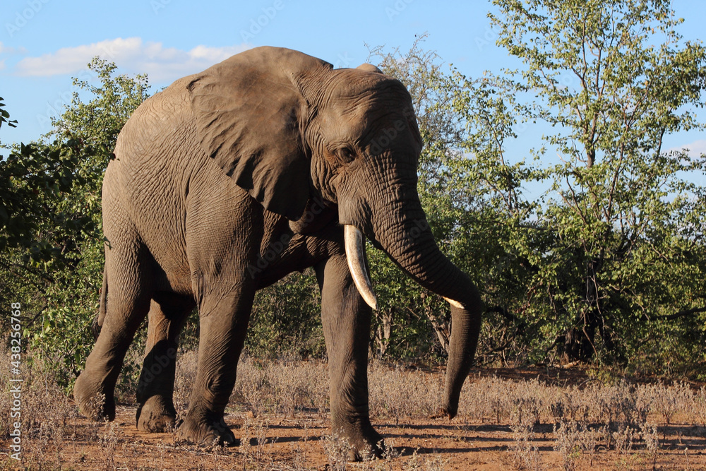 Fototapeta premium Afrikanischer Elefant / African elephant / Loxodonta africana