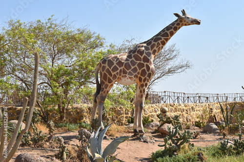 Photography giraffe in the savannah