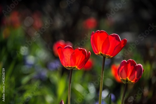 Three bright red tulips in sunlight on blurry background