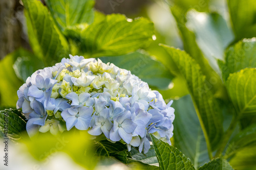 Hydrangea in blooming season, blue and white flower, at Azores islands.