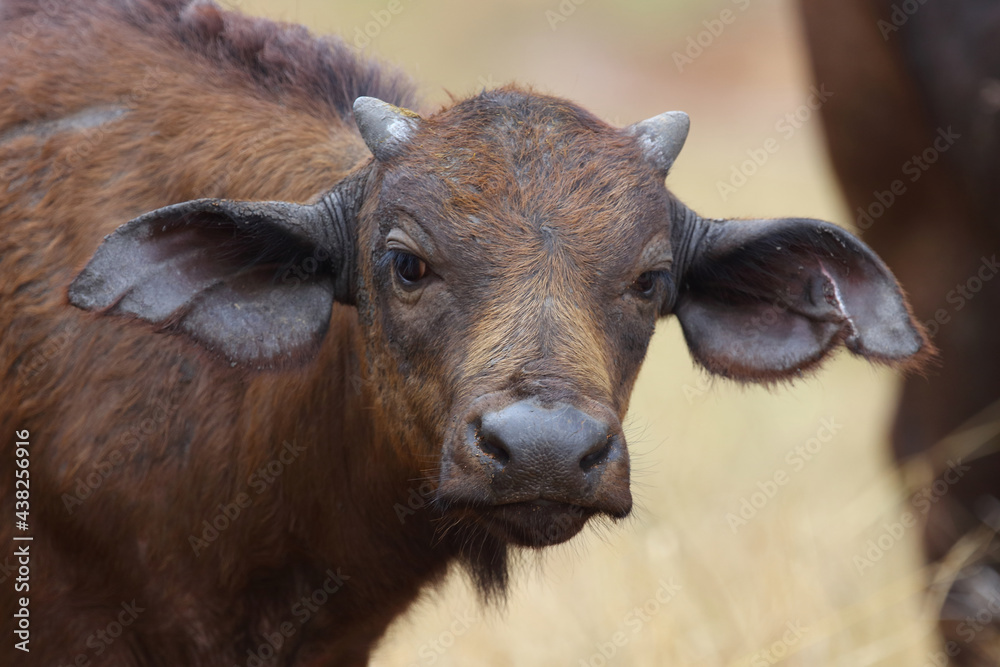 Kaffernbüffel / African buffalo / Syncerus caffer. Kaffernbüffel / African buffalo / Syncerus caffer.
