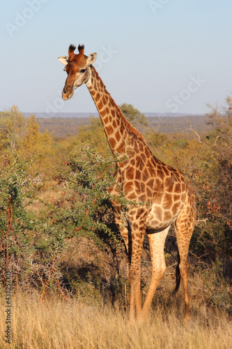 Photography Giraffe / Giraffe / Giraffa camelopardalis