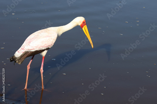 Nimmersatt / Yellow-billed stork / Mycteria ibis © Ludwig