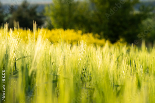 Close up of green wheat heads growing in agricultural field in spring.