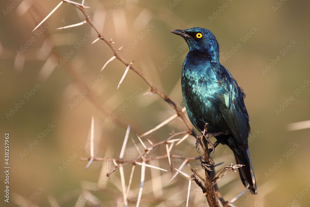 Fototapeta premium Rotschulter-Glanzstar/ Cape glossy starling or Red-shouldered starling / Lamprotornis nitens