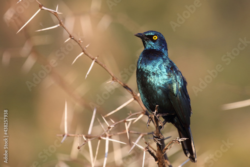Bilde på lerret Rotschulter-Glanzstar/ Cape glossy starling or Red-shouldered starling / Lamprot