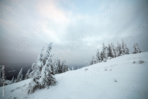 Moody winter landscape of spruce trees cowered with deep white snow in cold frozen mountains. © bilanol