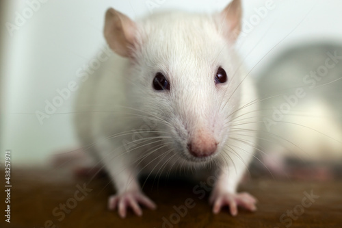 Closeup of funny white domestic rat with long whiskers